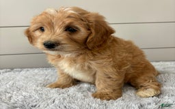  dogs for sale: Mini Goldendoodle 7 puppies - Image 12