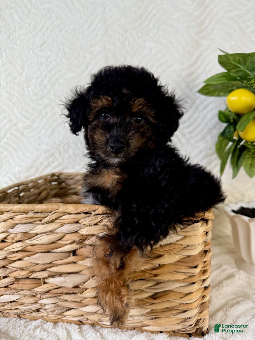 Cockapoo dogs for sale: Carter - Image 2