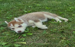 Siberian Husky dogs for sale: Lily - Image 4