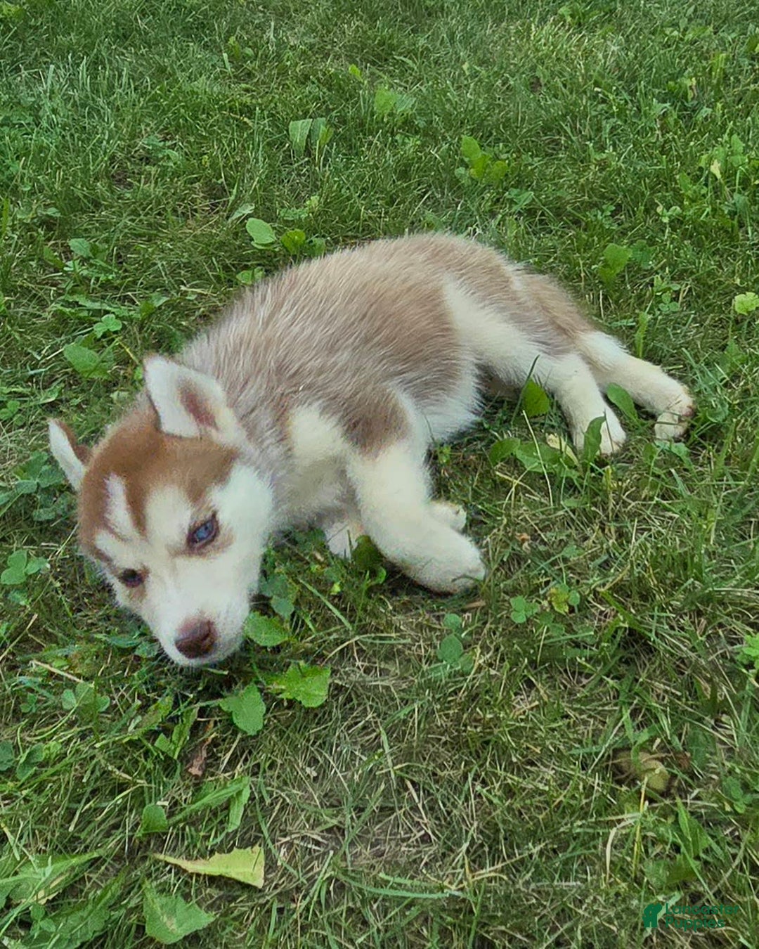 Siberian Husky dogs for sale: Lily - Image 4