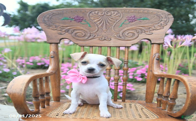 Chihuahua dogs for sale - Ad 1