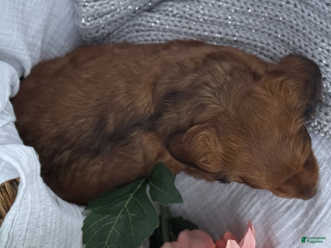 Miniature Dachshund dogs for sale: Max - Image 6