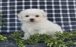 Havanese dogs for sale: Cayden - Image 3
