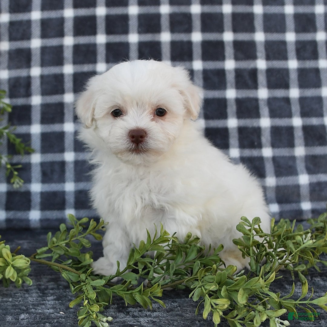 Havanese dogs for sale: Cayden - Image 3