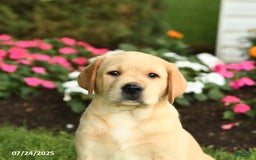 Labrador Retriever dogs for sale: Sparkey - Image 3