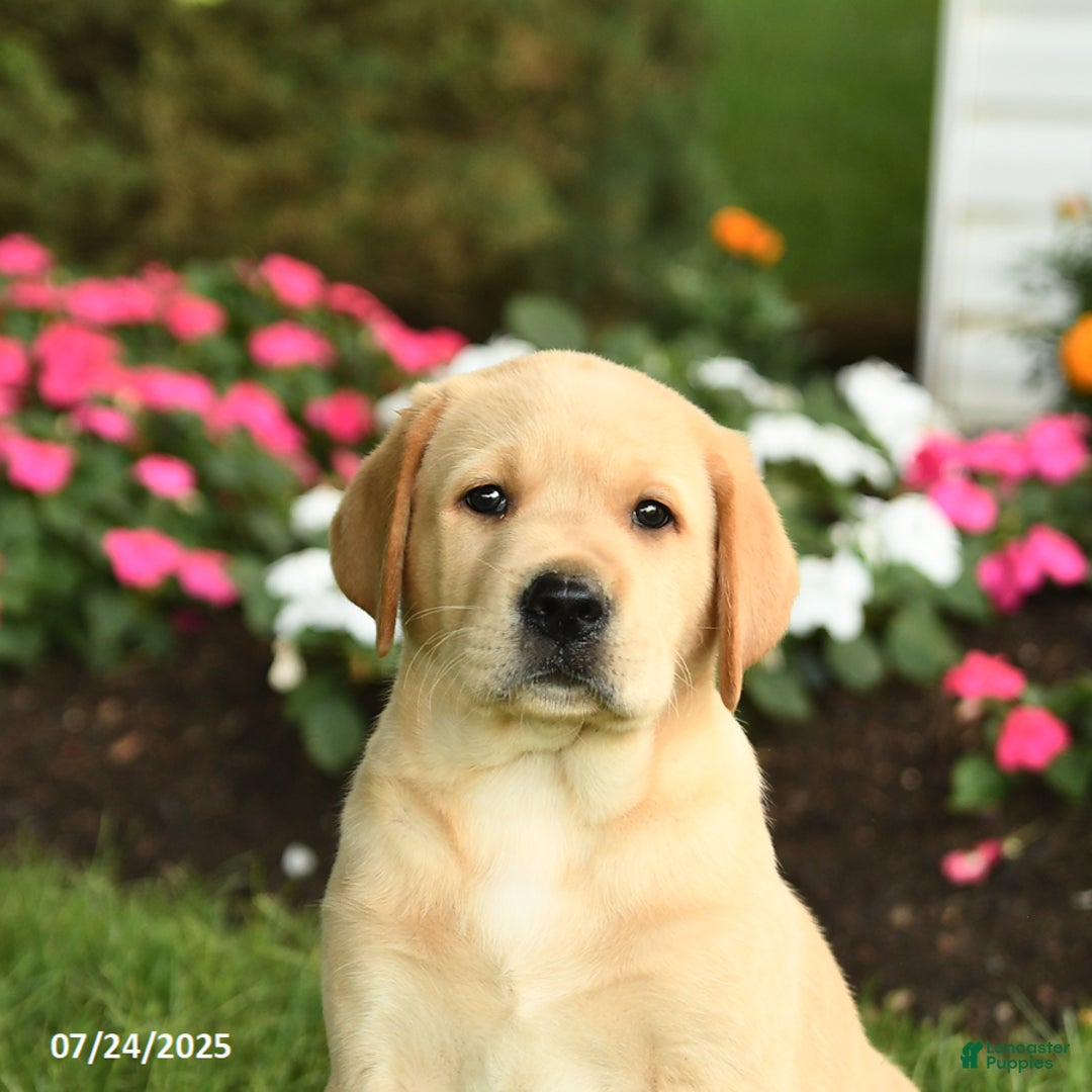 Labrador Retriever dogs for sale: Sparkey - Image 3