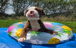 American Bulldog dogs for sale: Miss Honey - Listing for pets: Miss Honey, Matilda, Miss Trenchbell, Harry - Image 7