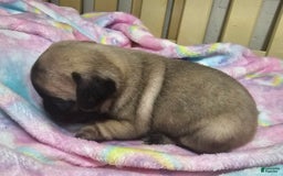 Pug dogs for sale: Shilo - Image 9