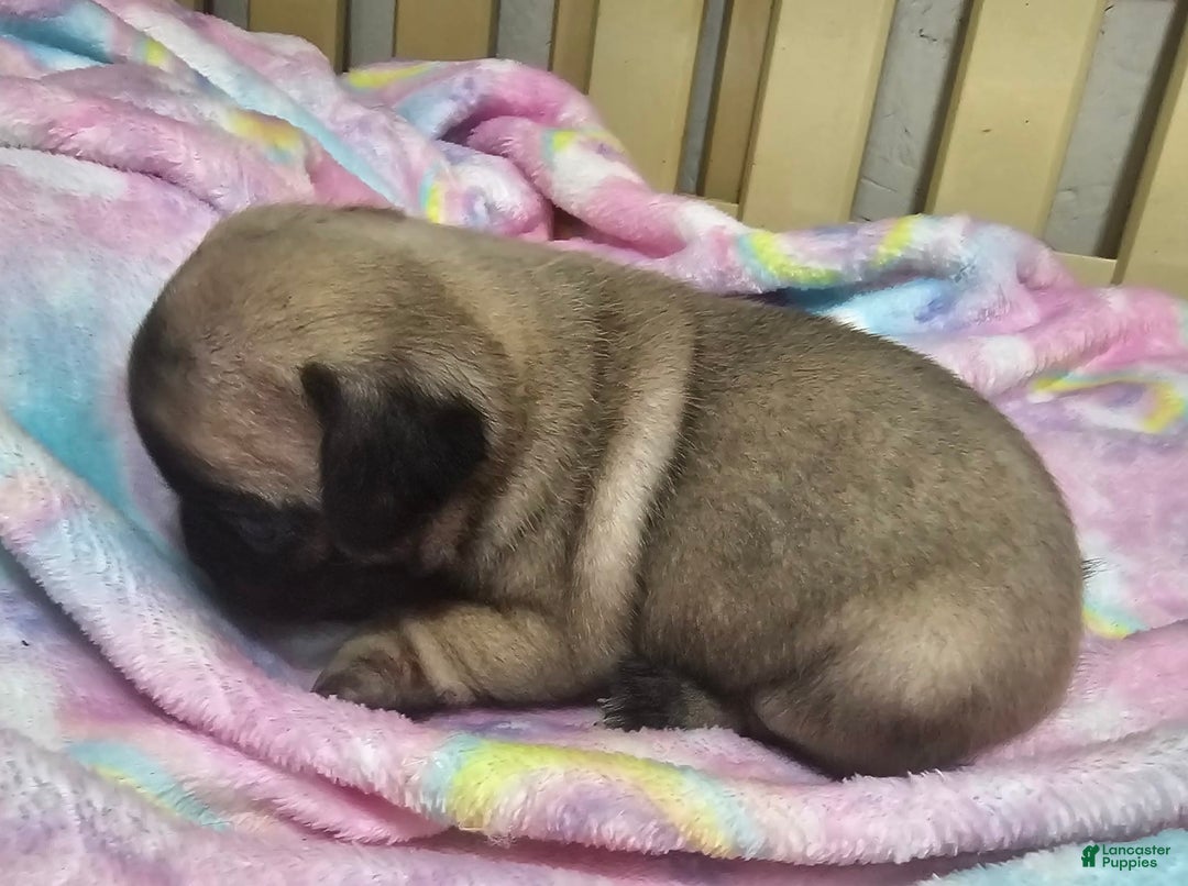 Pug dogs for sale: Shilo - Image 9