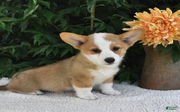 Welsh Corgi Pembroke dogs for sale: Aspen - Image 18