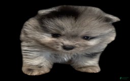 Pomeranian dogs for sale: Dotty - Image 16