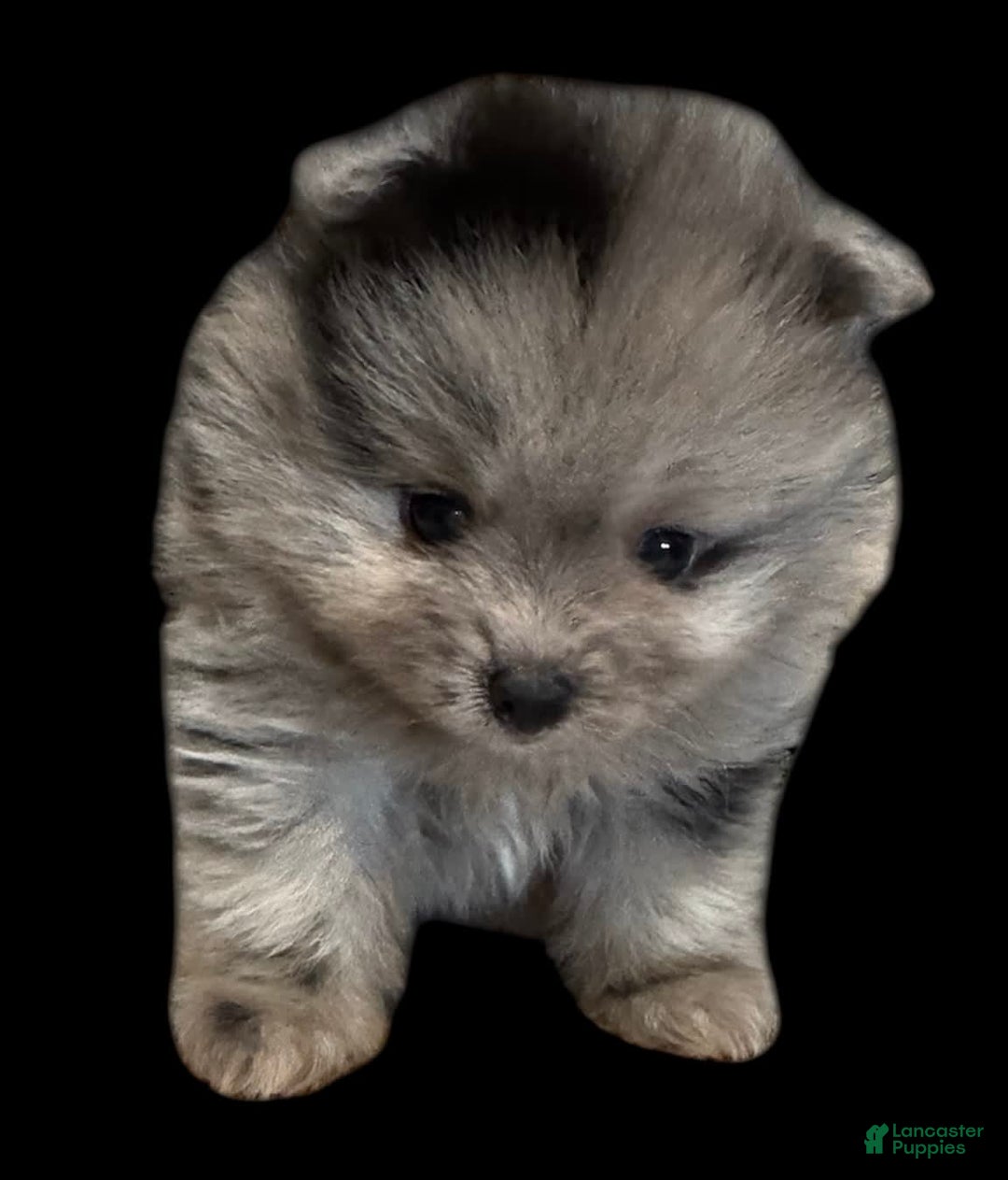 Pomeranian dogs for sale: Dotty - Image 16