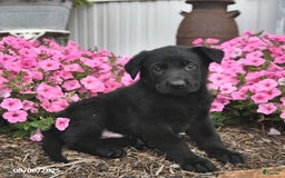 German Shepherd dogs for sale: German Shepherd 5 puppies - Image 5