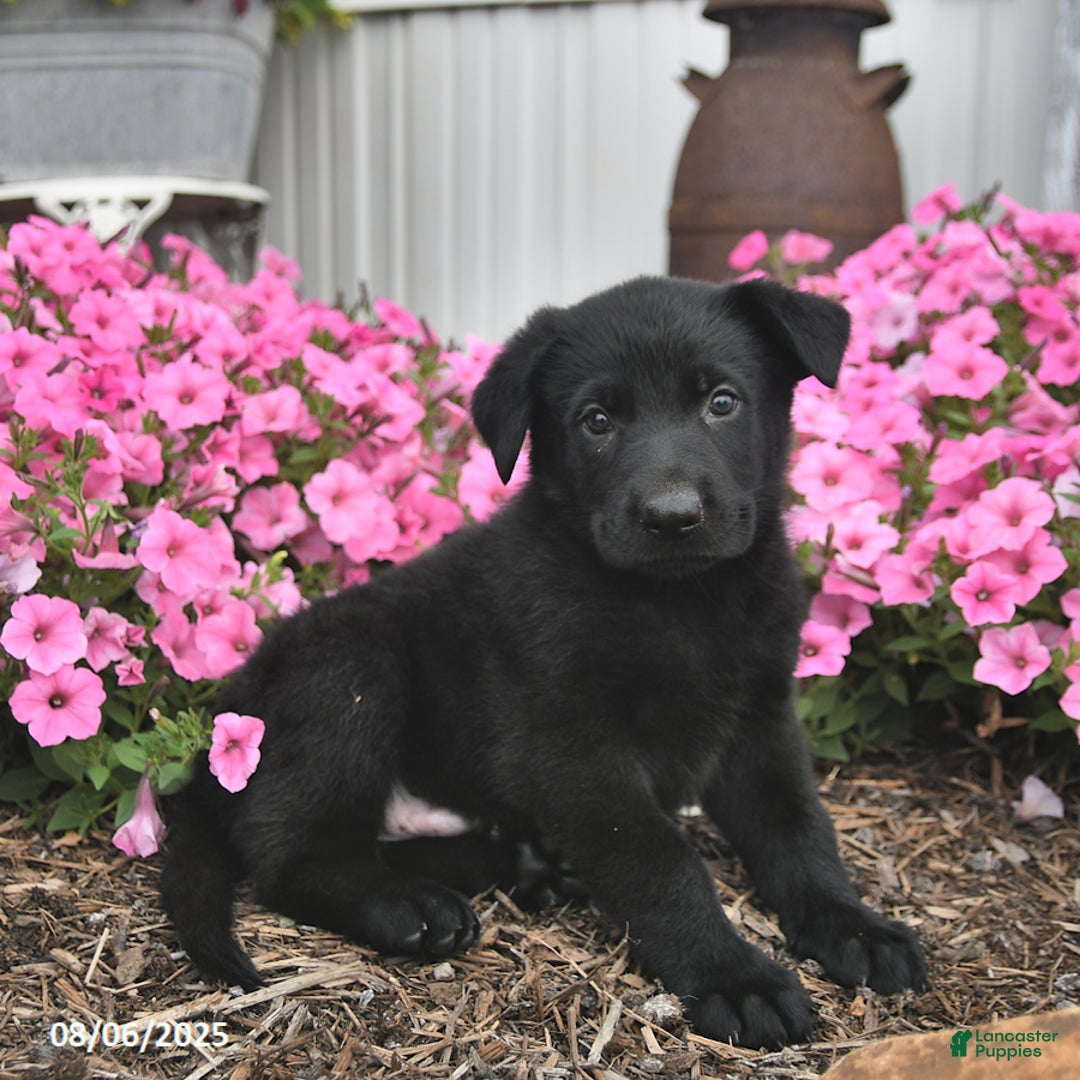 German Shepherd dogs for sale: German Shepherd 5 puppies - Image 5