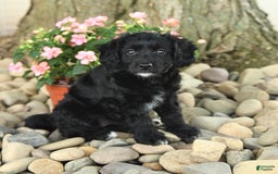 Mini Aussiedoodle dogs for sale: Wyneta - Listing for pets: Wiggles, Willy, Wilbur, Wyneta - Image 2