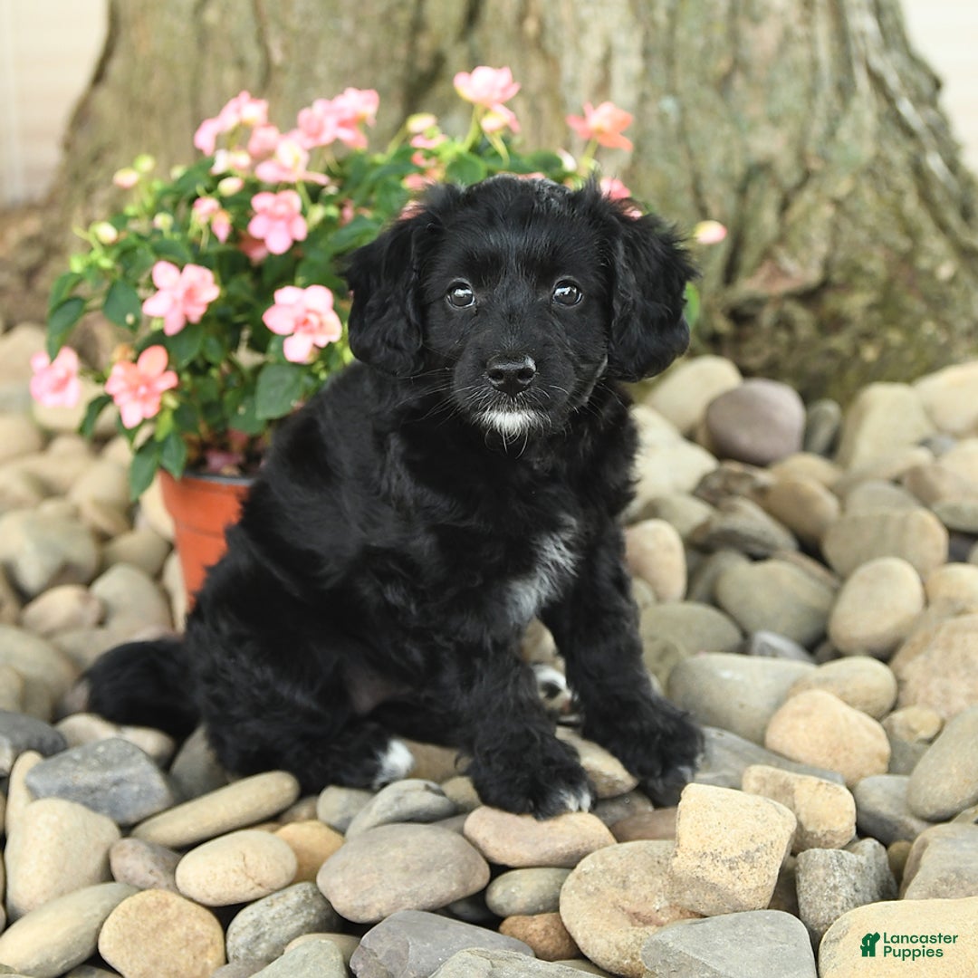Mini Aussiedoodle dogs for sale: Wyneta - Listing for pets: Wiggles, Willy, Wilbur, Wyneta - Image 2