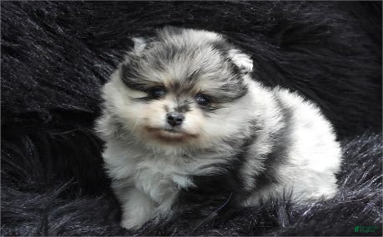 Pomeranian dogs - Advert 30