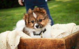 Papillon dogs for sale: Rome - Image 3