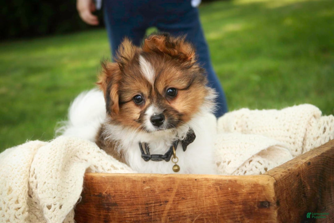 Papillon dogs for sale: Rome - Image 3