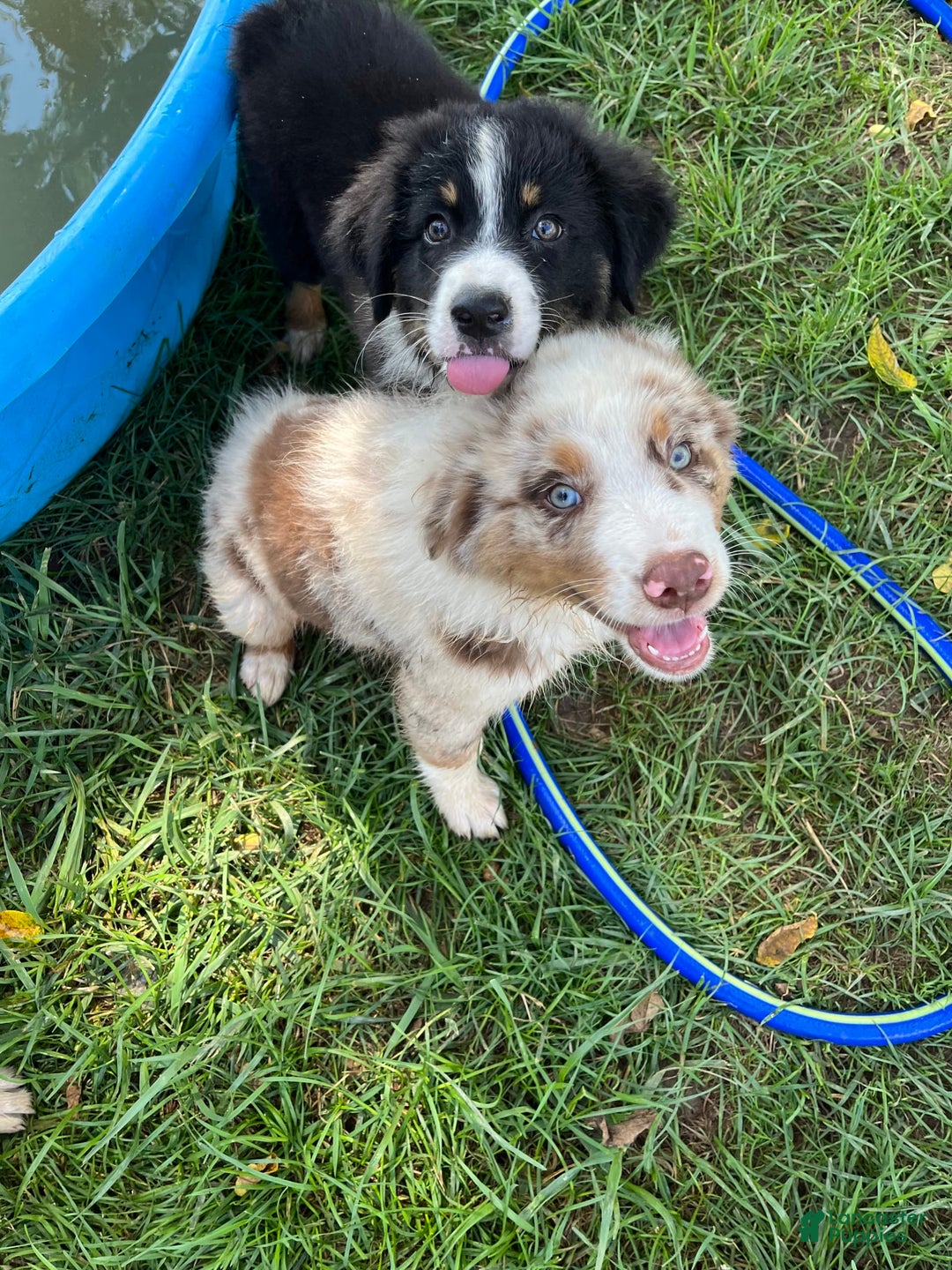 Australian Shepherd dogs for sale: Cash - Image 12