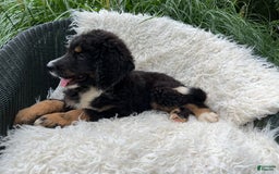 Bernedoodle dogs for sale: Hank - Image 5