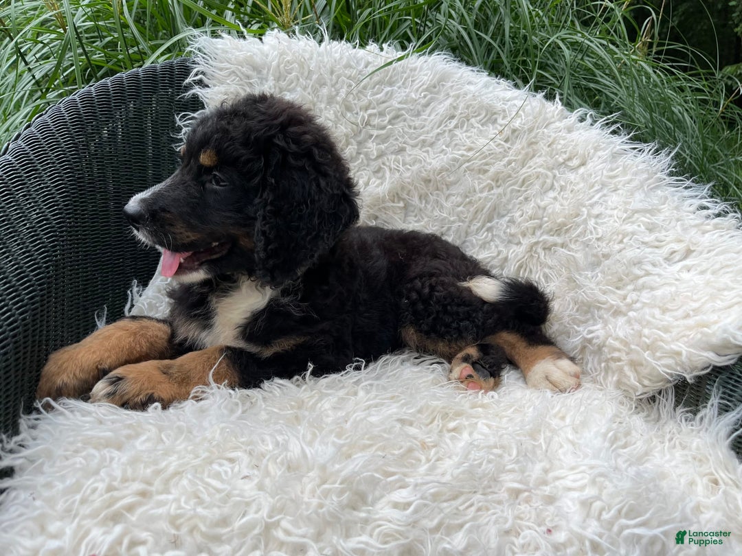 Bernedoodle dogs for sale: Hank - Image 5