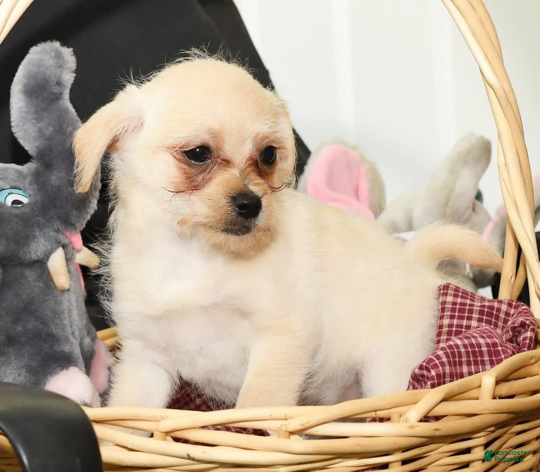 Chihuahua dogs for sale: Chip - Image 1