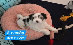 Morkie dogs for sale: Morkie Male 3 - Image 2