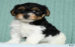 Yorkiepoo dogs for sale: Becka - Image 3