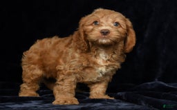 Cavapoo dogs for sale: Jackson - Image 4