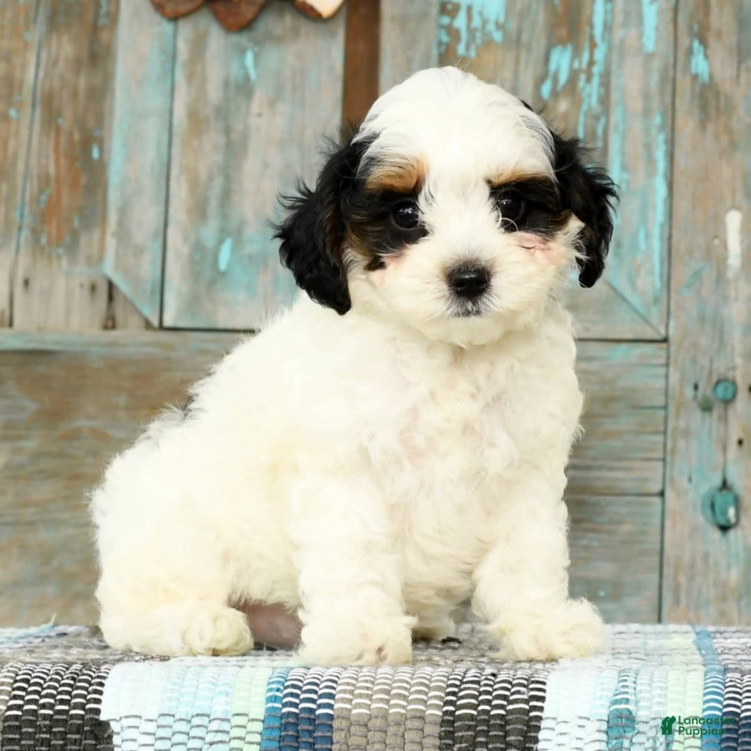Cavapoo dogs for sale: Puncho - Image 3