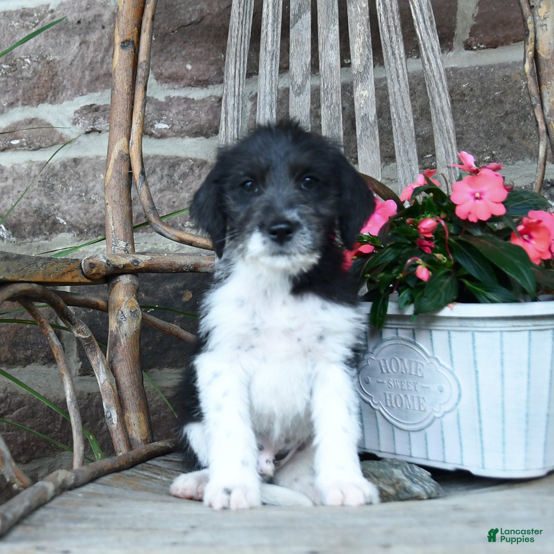 German Shorthaired Pointer dogs for sale: Albert - Image 2