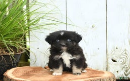 Miniature Australian Shepherd dogs for sale: Chase - Image 4