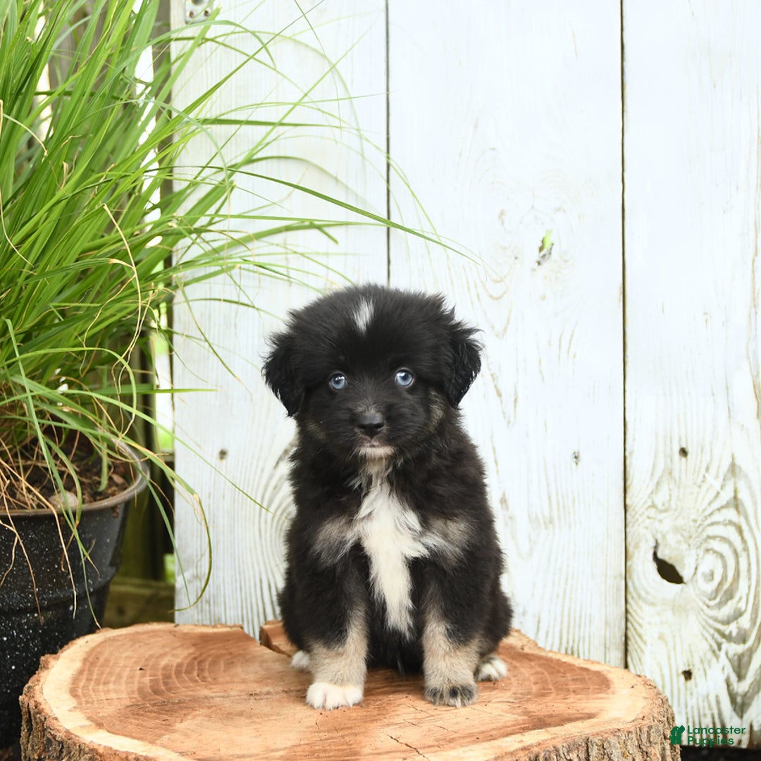 Miniature Australian Shepherd dogs for sale: Chase - Image 4