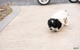 Cocker Spaniel dogs for sale: Mitsy - Image 9