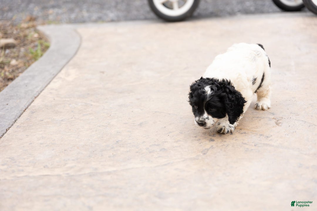 Cocker Spaniel dogs for sale: Mitsy - Image 9