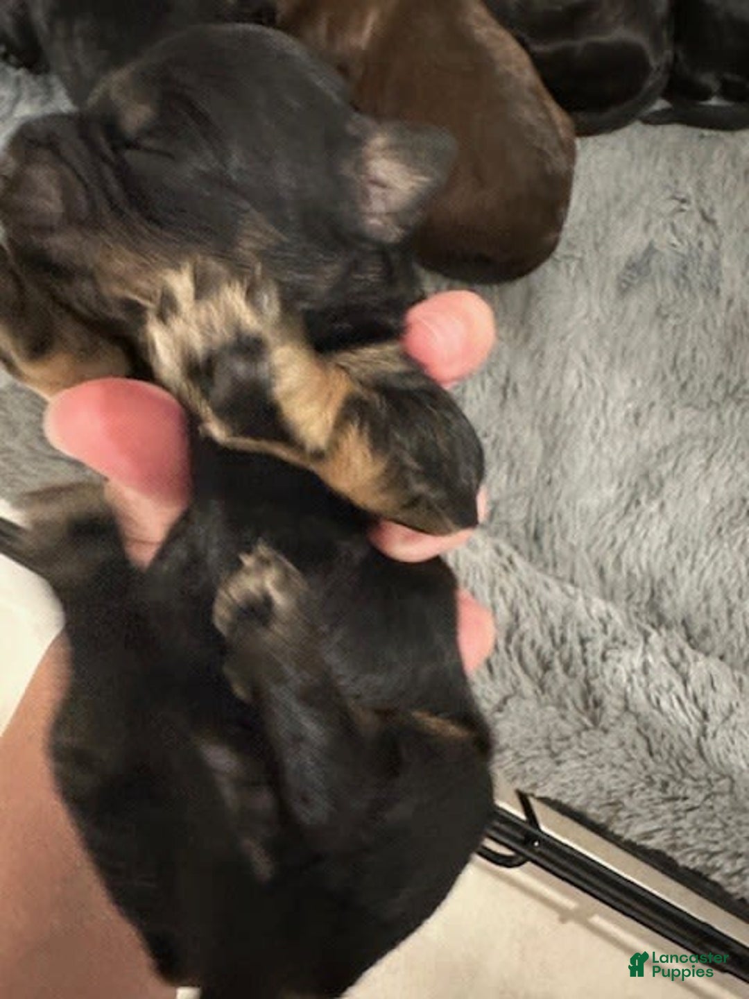 Mini Goldendoodle dogs for sale: Males Litter 2 - Image 5