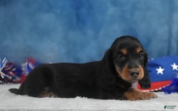 Miniature Dachshund dogs for sale: Black and tan Russian - Image 3