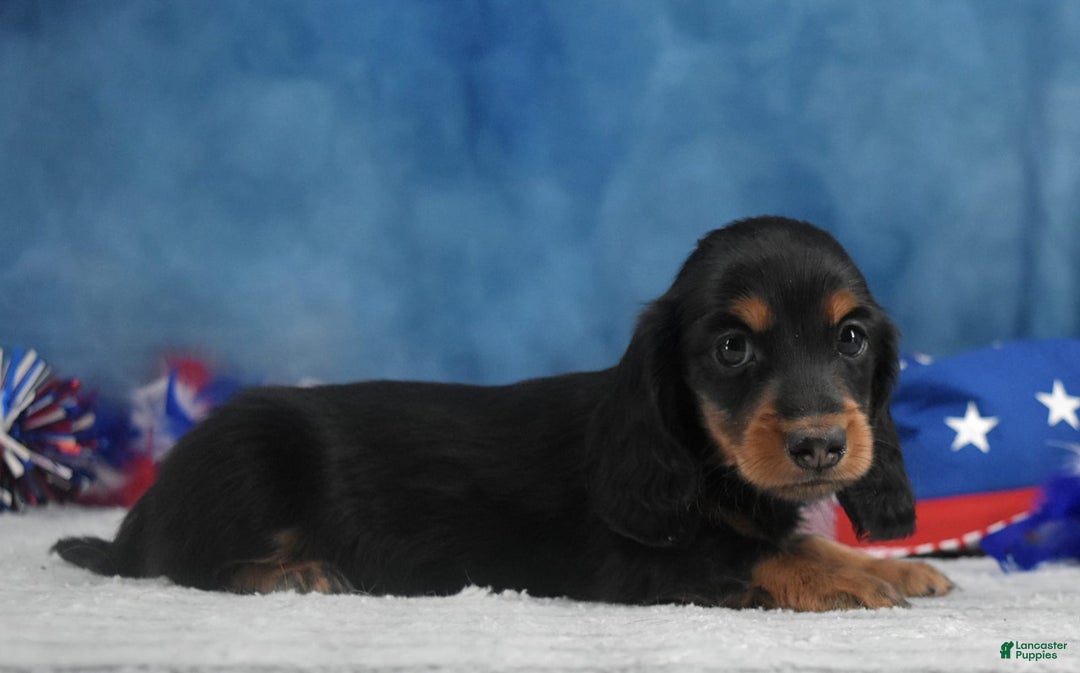 Miniature Dachshund dogs for sale: Black and tan Russian - Image 3