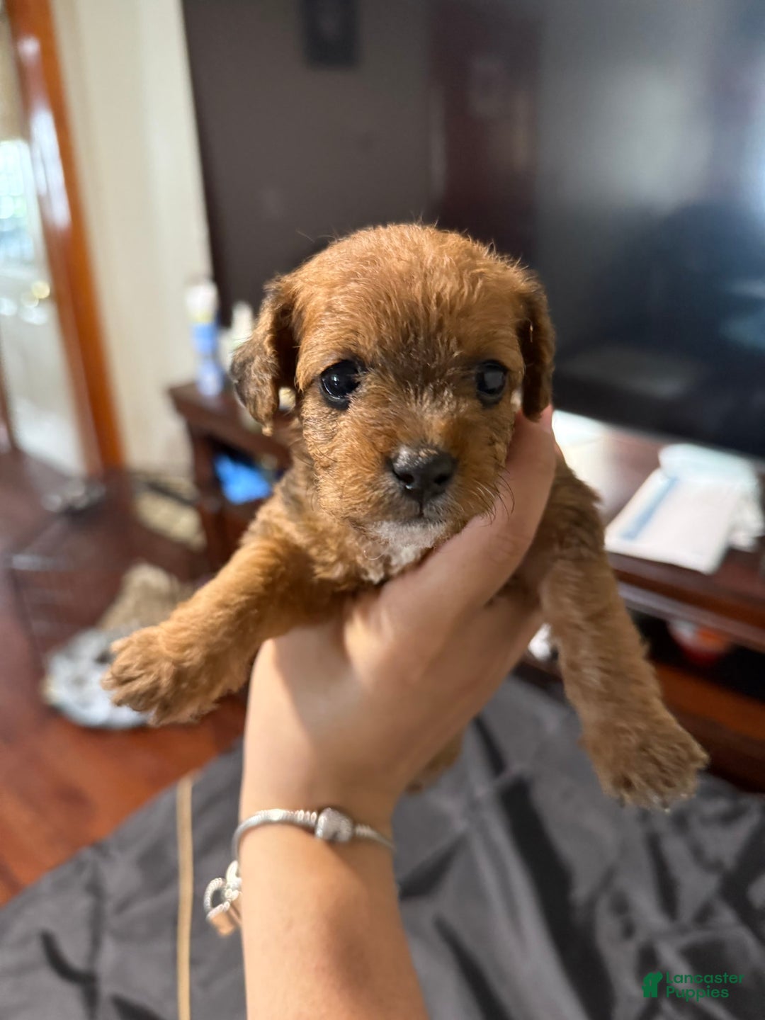 Miniature Poodle dogs for sale: Fluffy - Image 1