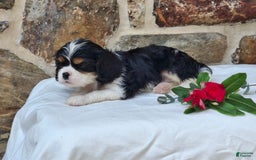 Cavalier King Charles Spaniel dogs for sale: Snickers - Image 3