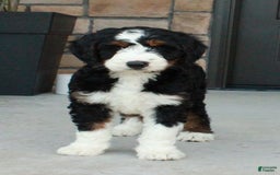 Bernedoodle dogs for sale: Willow - Image 4