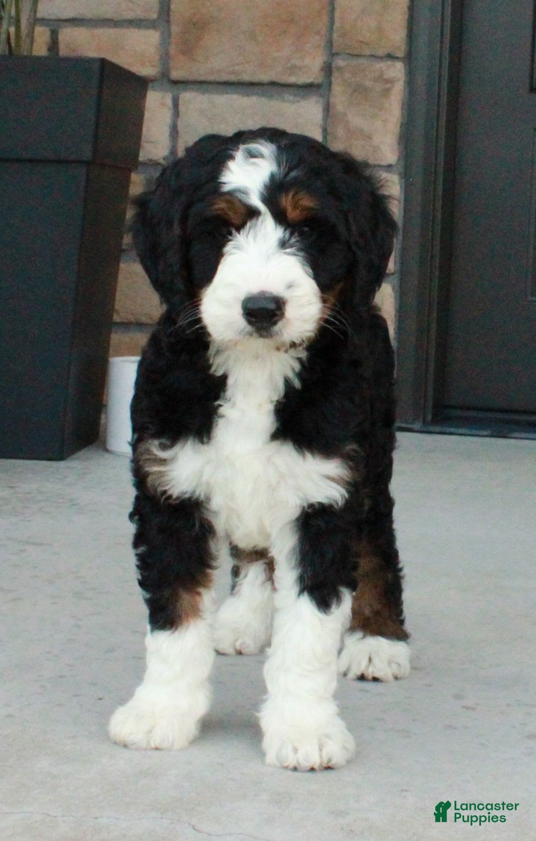 Bernedoodle dogs for sale: Willow - Image 4