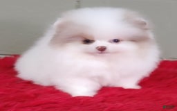 Pomeranian dogs for sale: Louie - Image 1