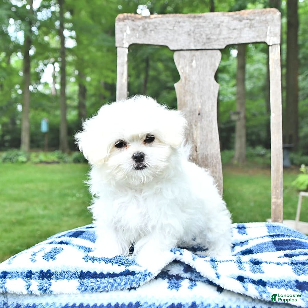 Maltese dogs for sale: Kobey - Image 6