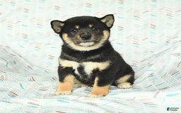 Shiba Inu dogs for sale: Warrior - Image 1