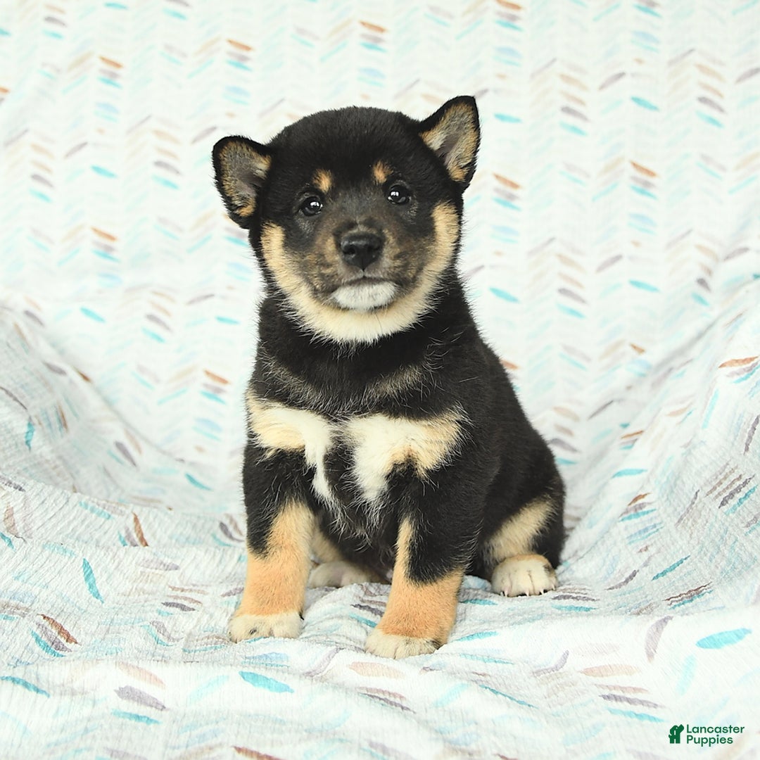 Shiba Inu dogs for sale: Warrior - Image 1