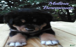 Bernese Mountain Dog dogs for sale: Malina - Image 1