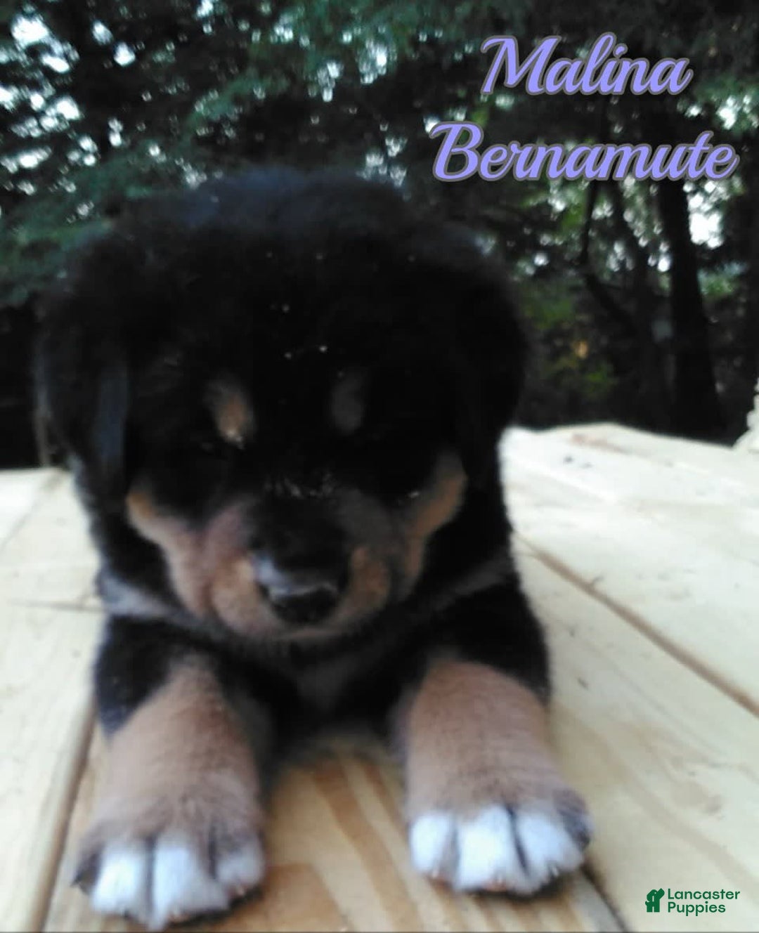 Bernese Mountain Dog dogs for sale: Malina - Image 1