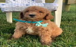 Goldendoodle dogs for sale: Kobe F2b - Image 1